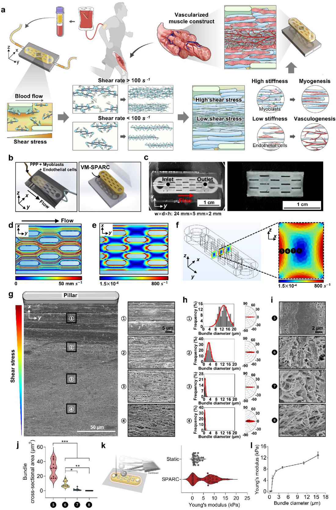Figure 1. Shear-proportional fibrin bundling generates an anisotropic and mechanically heterogeneous construct.